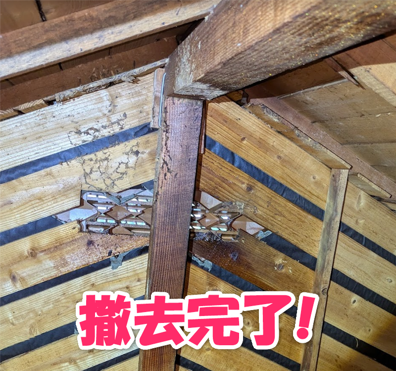 ハチの巣撤去完了