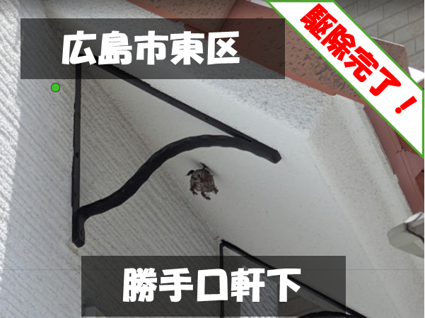 広島市東区 勝手口軒下 駆除完了