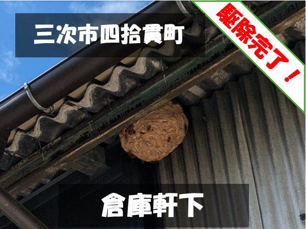 三次市四拾貫町 倉庫軒下 駆除完了