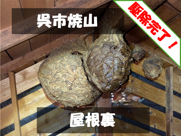 呉市焼山 屋根裏 駆除完了