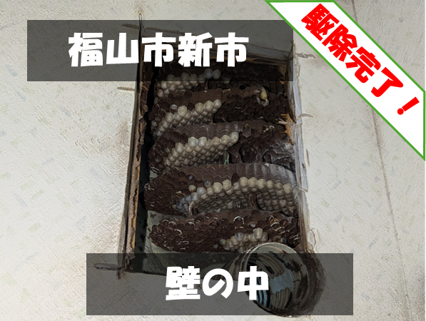 福山市新市 壁の中 駆除完了