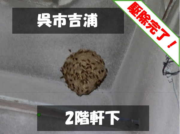 呉市吉浦 2階軒下 駆除完了