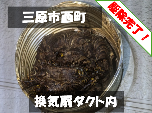 三原市西町 換気扇ダクト内 駆除完了