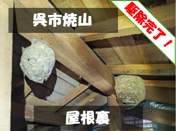 呉市焼山 屋根裏 駆除完了
