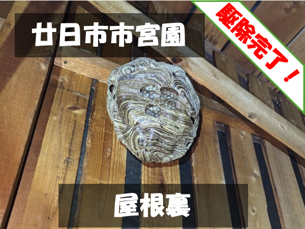 廿日市市宮園 屋根裏 駆除完了