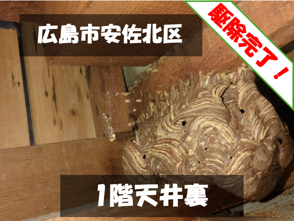 広島市安佐北区 1階天井裏 駆除完了