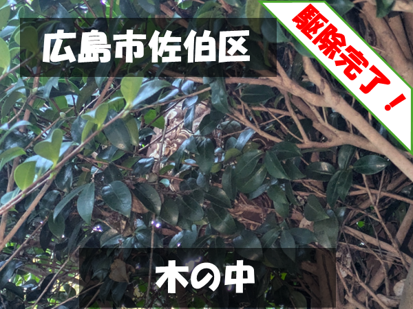 広島市佐伯区 木の中 駆除完了